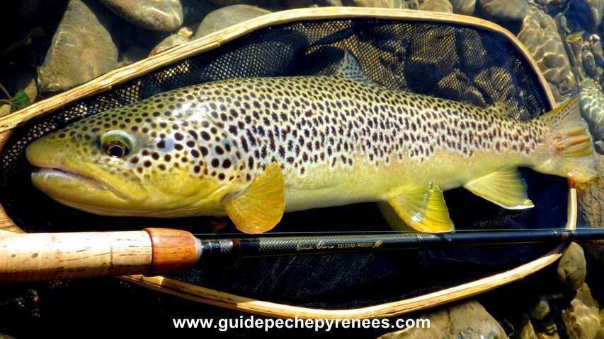 La pêche de la truite au leurre en réservoir, une bonne option durant la  fermeture ! - DPSG