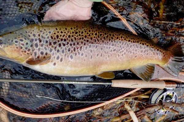 truite_trophée_séjour_pêche_catalogne