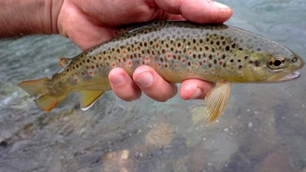 Truites des Pyrénées011