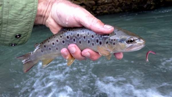 Truites des Pyrénées017