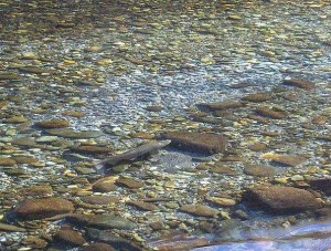 belle truite sur frayère