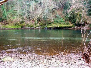 frayère sur le gave d'Oloron