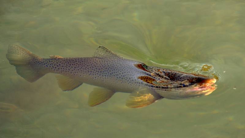 Guide de pêche à la mouche - explicatif des différentes pratiques