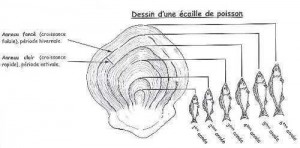 scalimétrie lecture d'une écaille