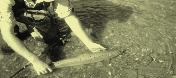 Fermeture pêche de la truite en apothéose ! Fermeture pêche de la truite en apothéose !