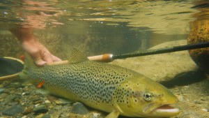 Truite de 59cm vue sous l'eau