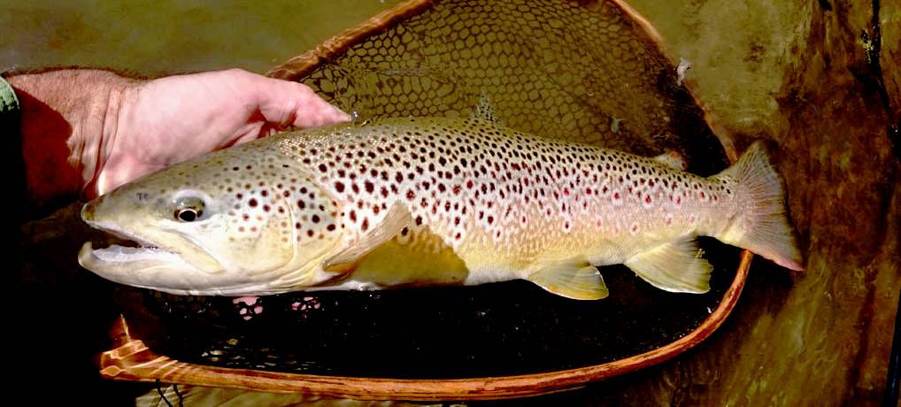 Choisir son matériel pour pêcher la truite à l'ouverture