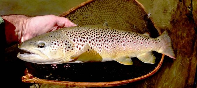 Les 10 essentiels de la panoplie du pêcheur de truites Les 10 essentiels de la panoplie du pêcheur de truites