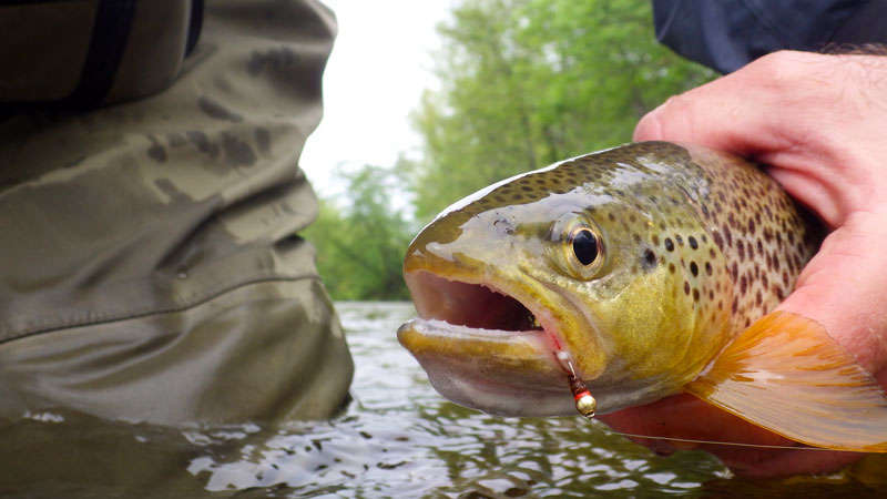 Un modèle de nymphe casquée pour pêcher en nymphe au toc