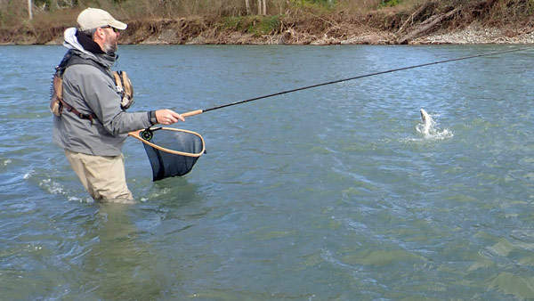 Combat avec une belle truite et sauts hors de l'eau