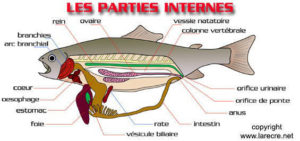 Schéma qui détaille l'anatomie interne d'un poisson
