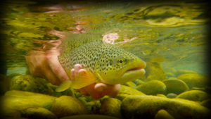 Relâche d'une truite fario après capture. Photo de remise à l'eau