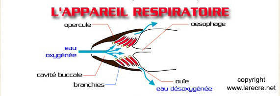Schéma qui explique la respiration de la truite