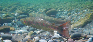 Couple de saumons atlantiques sur sa frayère