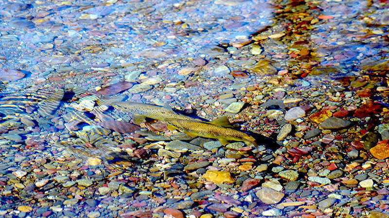 couple de truites sur frayère