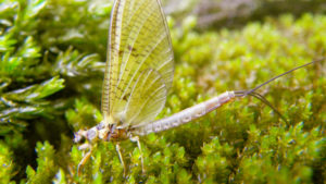 Ephemerella danica ou mouche de mai