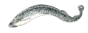lamproie marine