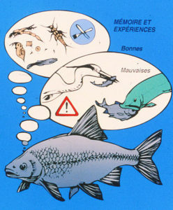 la mémoire d'un poisson