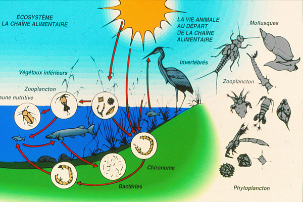 chaine alimentaire en étang