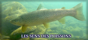 Découvrez tous les sens des poissons