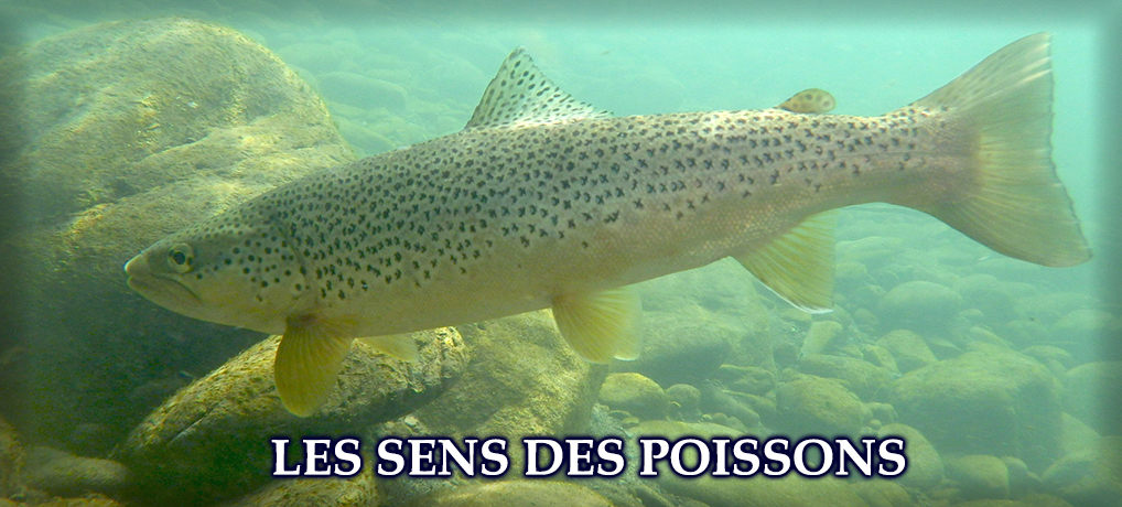 Découvrez tous les sens des poissons