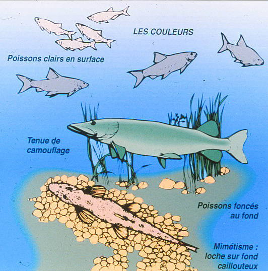 Les sens des poissons et leur adaptation dans le milieu aquatique