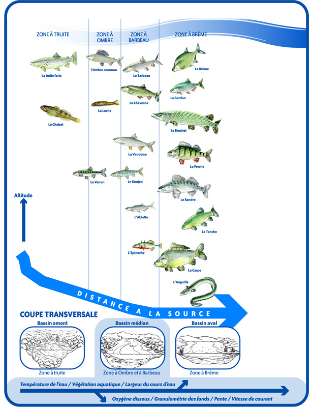 Répartition des espèces piscicoles de la source à la mer.