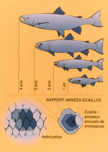 scalimétrie et mesure de l'âge du poisson par les écailles