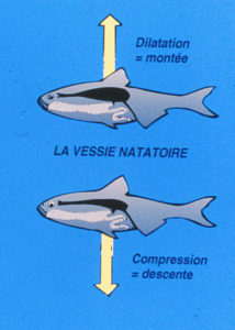 rôle de la vessie natatoire chez le poisson