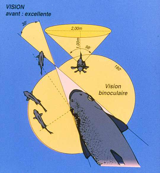 le sens de la vision du poisson