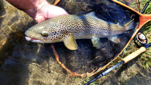 Belle truite des gaves prise avec l'Orvis Helios 3d 9'5 soie de 5