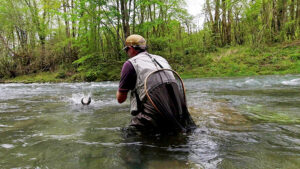 Capture d'une truite prise suite à une action de pêche en nymphe avec l'Orvis Helios 3D 9'5 soie de 5