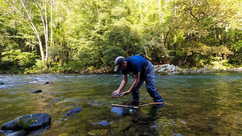 remise à l'eau d'une truite prise en tête d'une cuvette avec des blocs