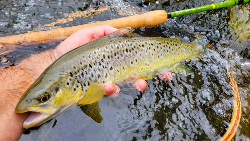 Belle truite prise en nymphe au toc en été