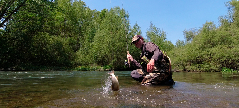 apprendre à faire la différence entre une truite fario et un tacon : une truite prise en nymphe au toc