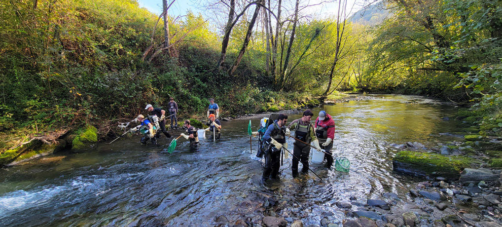 Pêche électrique d'inventaire sur le gave de Lourdios - affluent du gave d'Aspe