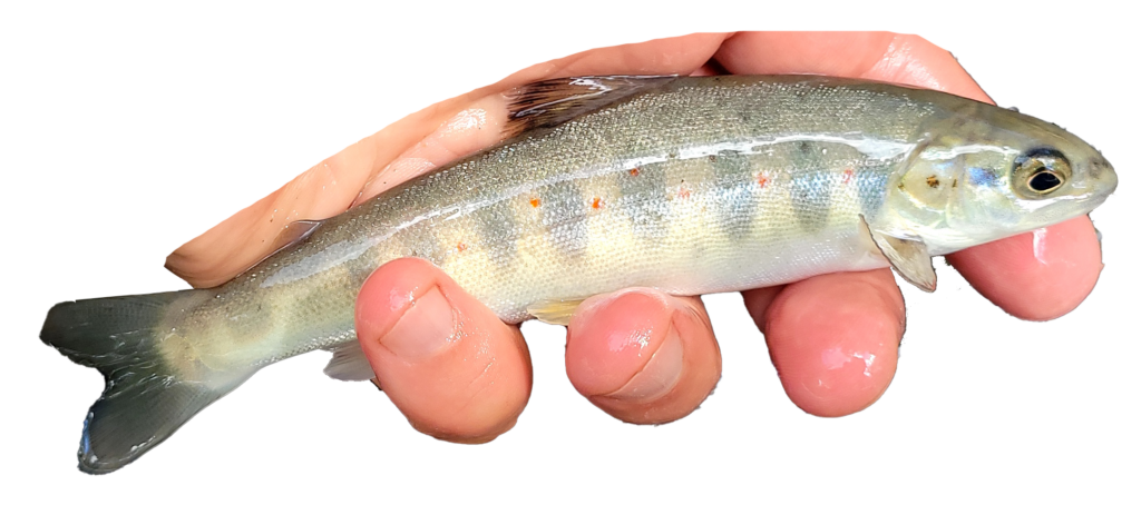 tacon ou jeune saumon atlantique