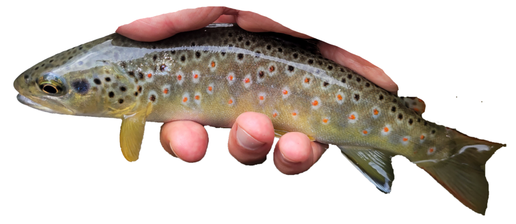 truite fario sauvage des gaves