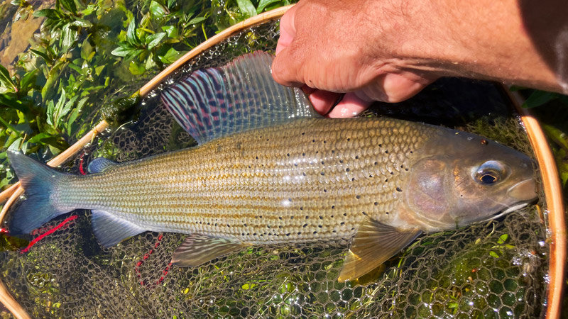 Un ombre commun dans épuisette artisanale David DA ROCHA