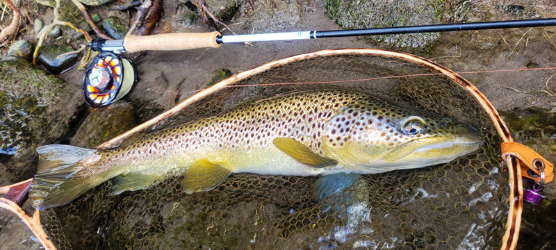 épuisette artisanale Da Rocha et truite des gaves