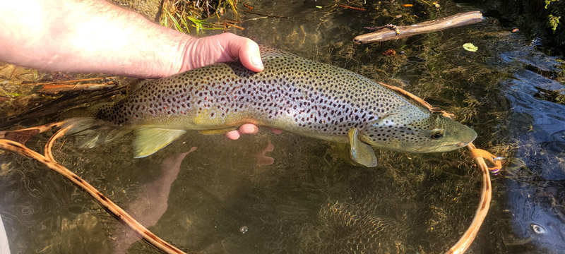épuisette artisanale Da Rocha et dedans une truite du gave d'Oloron