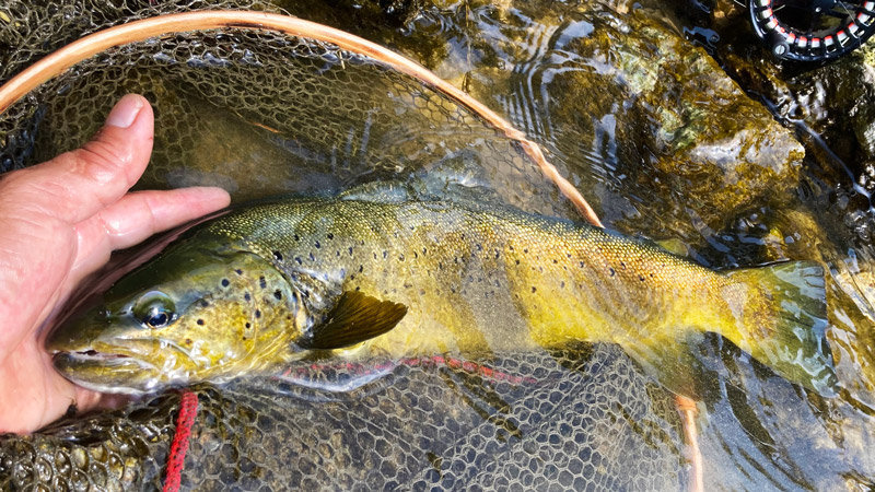 Une truite fario méditerranéenne dans épuisette artisanale David DA ROCHA